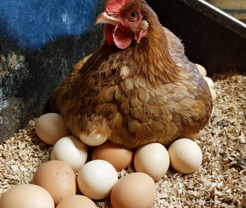 Poules Pondeuses Prêtes à Pondre !!